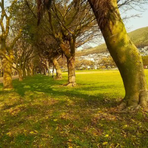 1 Drop-In Group Class @ Green Point Park (Cape Town, In Person)